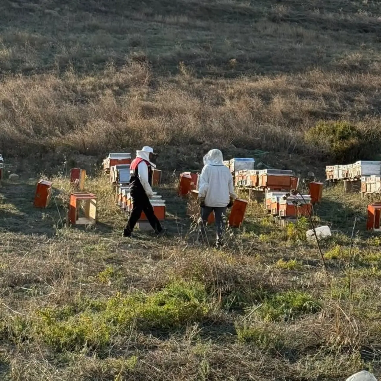 Suluova’da Arıcılık İçin Harekete Geçildi! 1