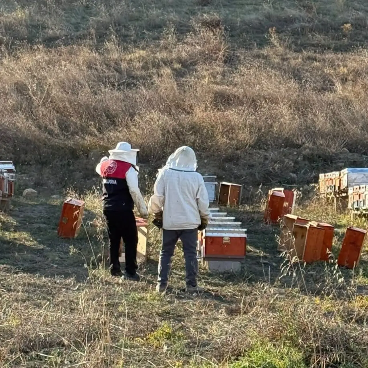 Suluova’da Arıcılık İçin Harekete Geçildi! 4