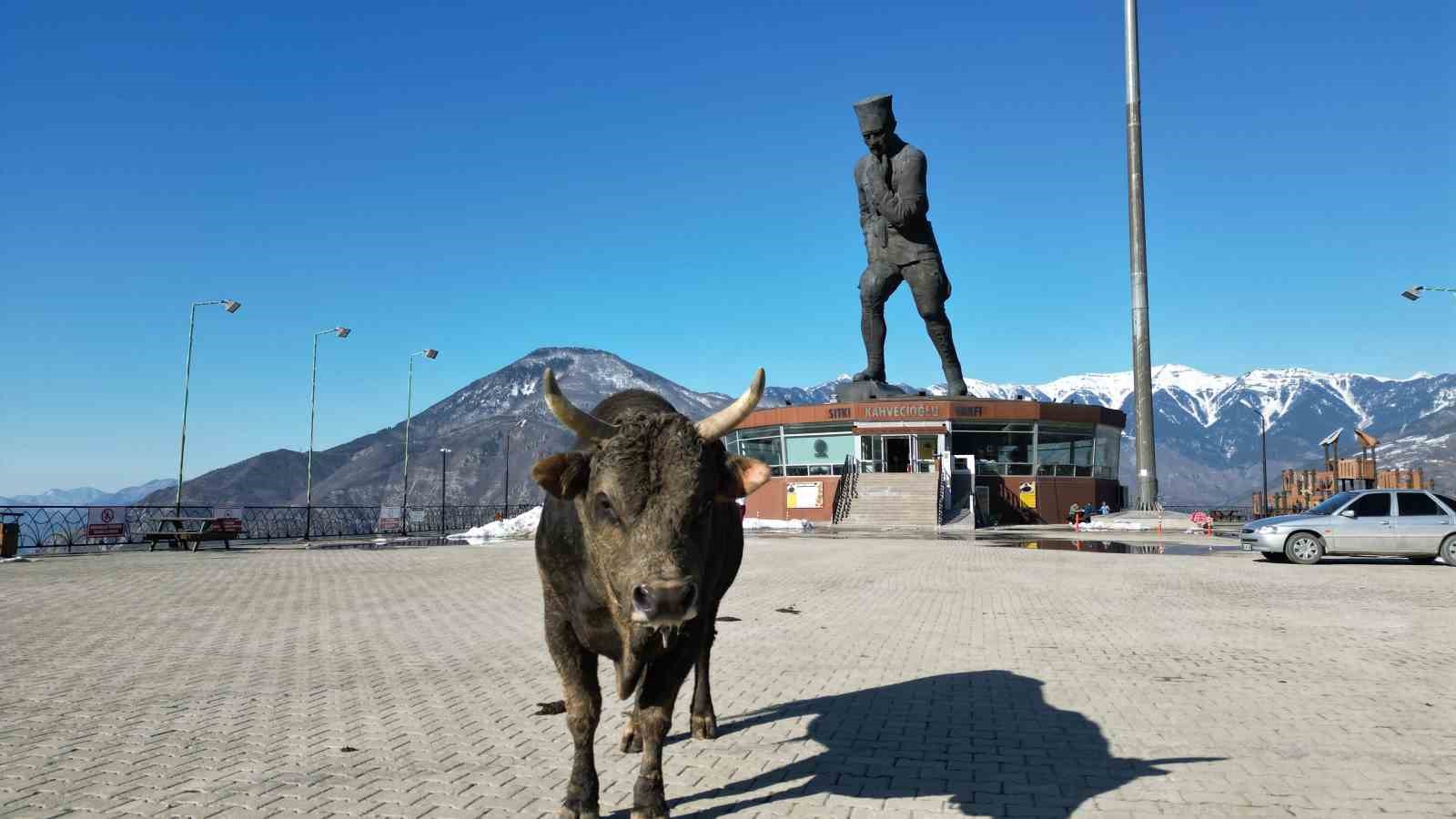 bogasini-gureslere-hazirliyor