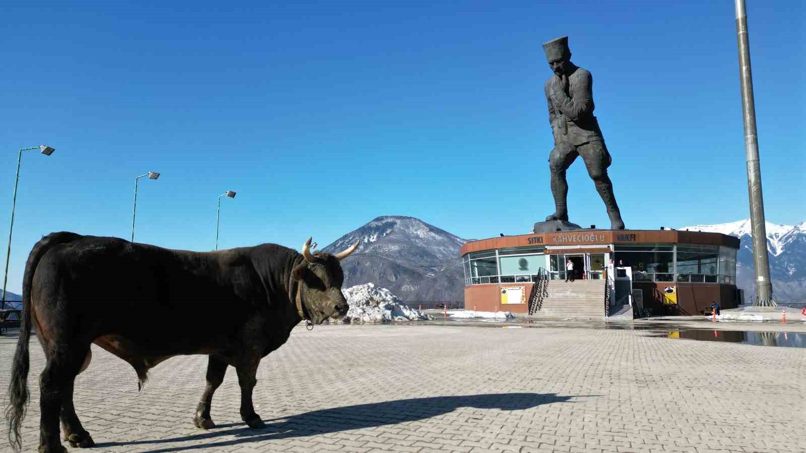 bogasini-gureslere-hazirliyor