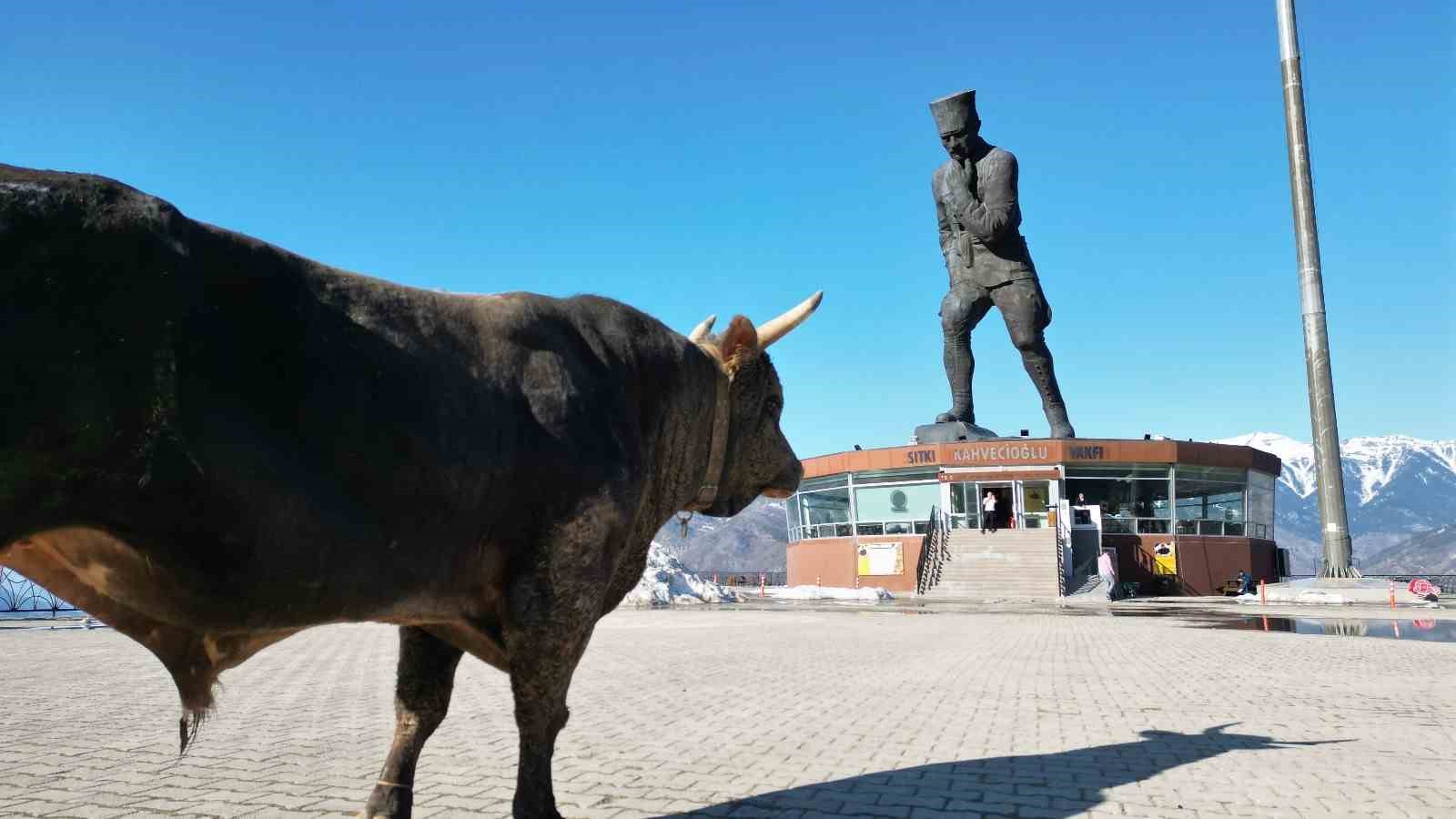 bogasini-gureslere-hazirliyor