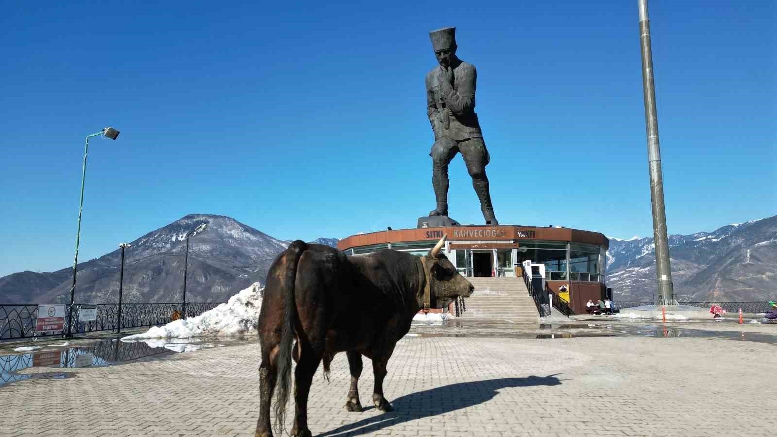 bogasini-gureslere-hazirliyor