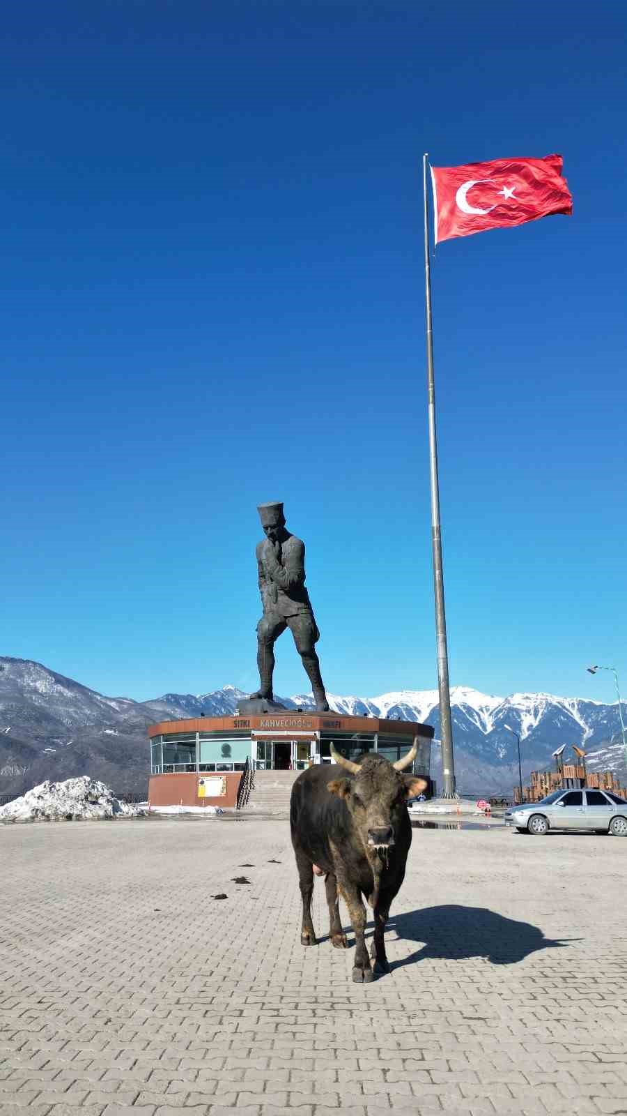 bogasini-gureslere-hazirliyor