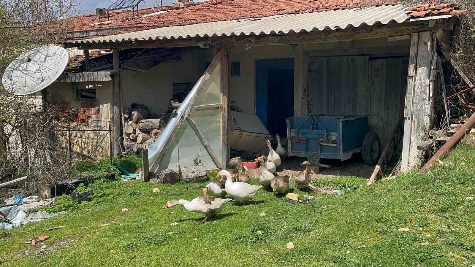 ciftcilerin-gelir-kapisi-oldu-kaz-yumurtasi-buyuk-ilgi-goruyor