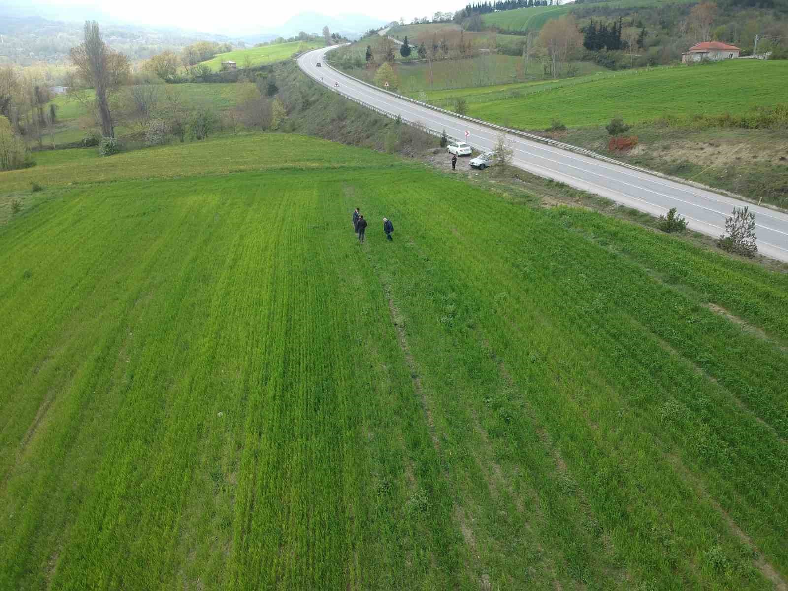 sinopta-tarlasinda-kenevir-ele-gecirilen-ciftci-yasa-disi-is-yapmadik-valilik-rencide-etti