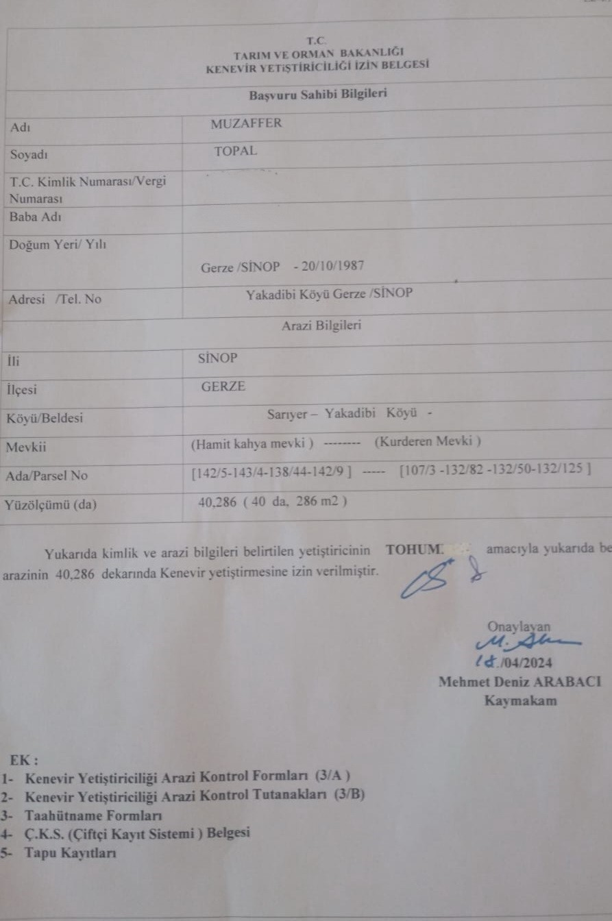 sinopta-tarlasinda-kenevir-ele-gecirilen-ciftci-yasa-disi-is-yapmadik-valilik-rencide-etti