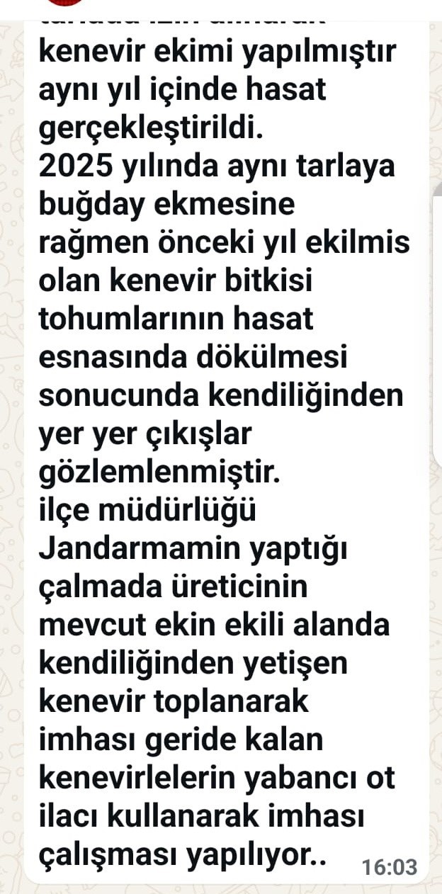 sinopta-tarlasinda-kenevir-ele-gecirilen-ciftci-yasa-disi-is-yapmadik-valilik-rencide-etti