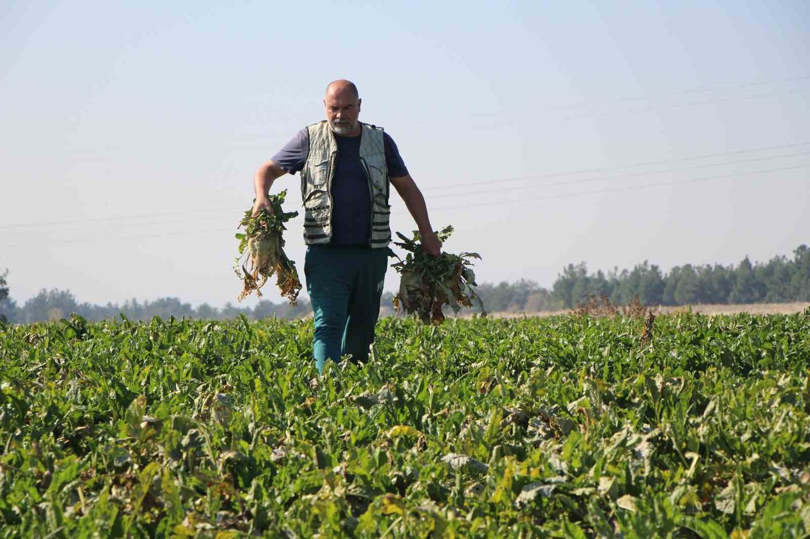amasyada-seker-pancari-hasadi-basladi-350-bin-ton-rekolte-bekleniyor