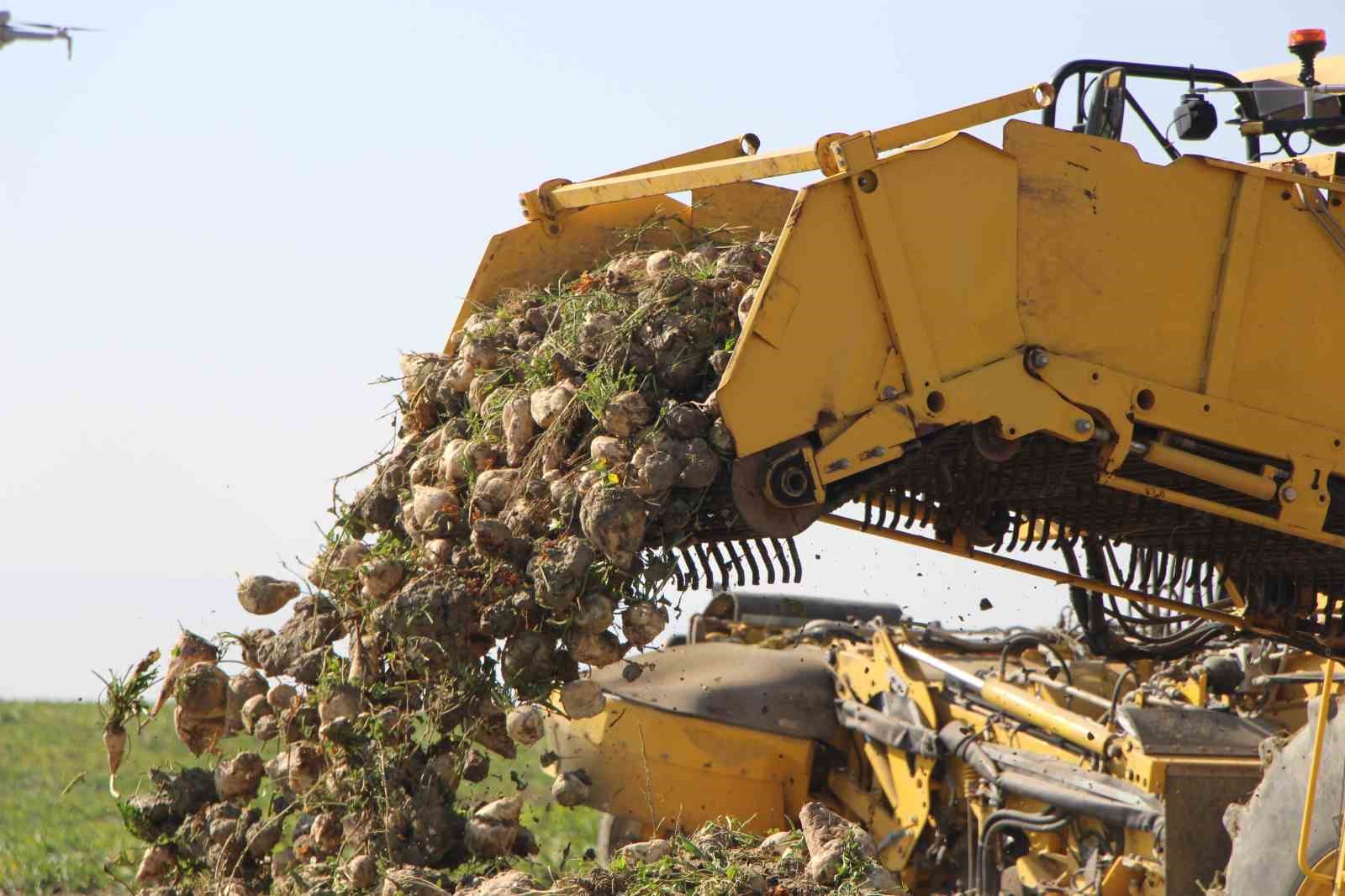 amasyada-seker-pancari-hasadi-basladi-350-bin-ton-rekolte-bekleniyor