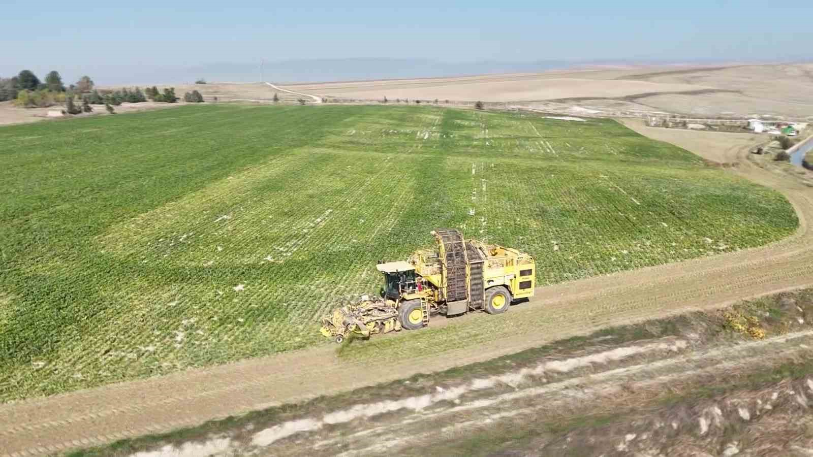 amasyada-seker-pancari-hasadi-basladi-350-bin-ton-rekolte-bekleniyor