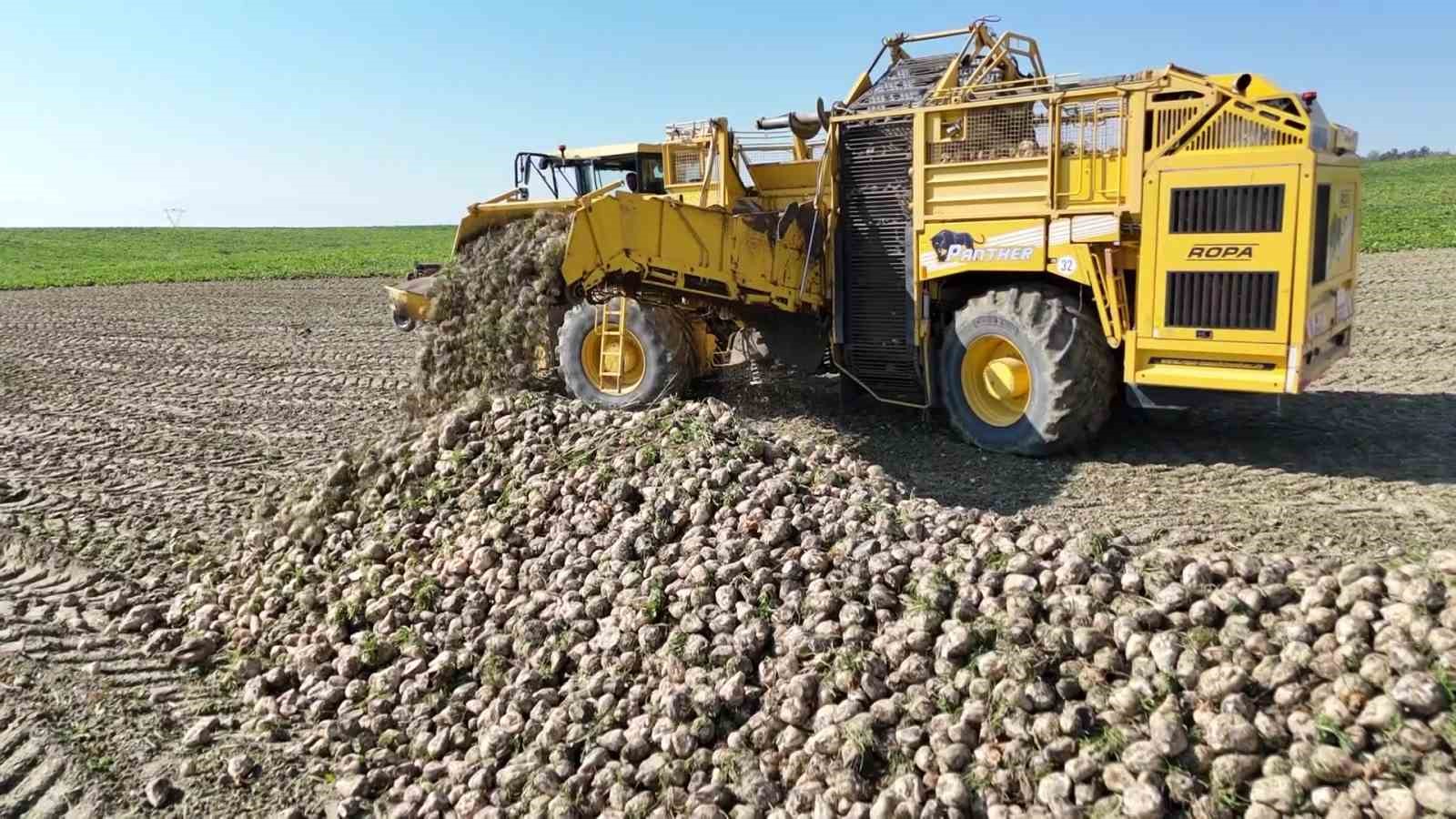 amasyada-seker-pancari-hasadi-basladi-350-bin-ton-rekolte-bekleniyor