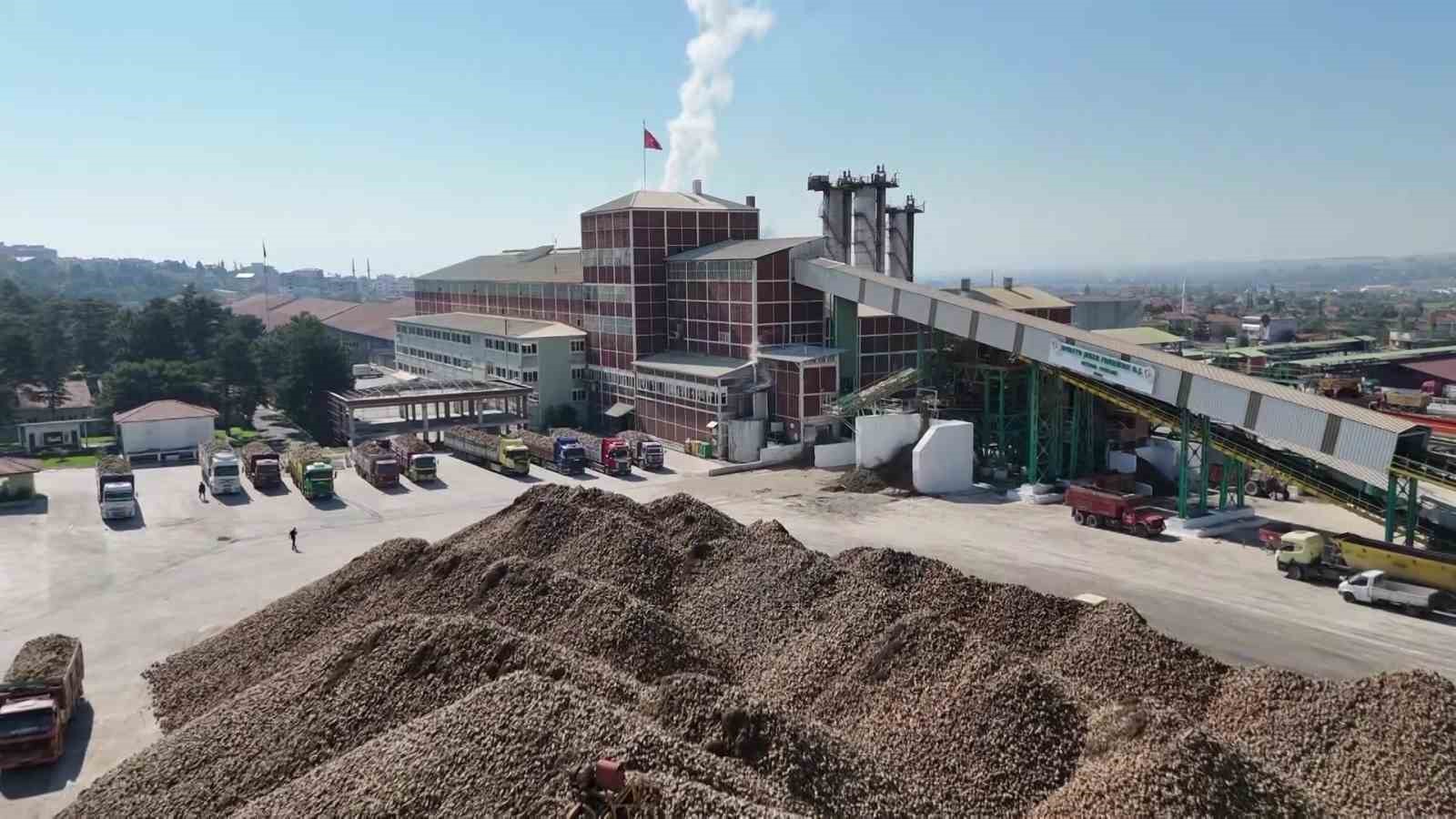 amasyada-seker-pancari-hasadi-basladi-350-bin-ton-rekolte-bekleniyor