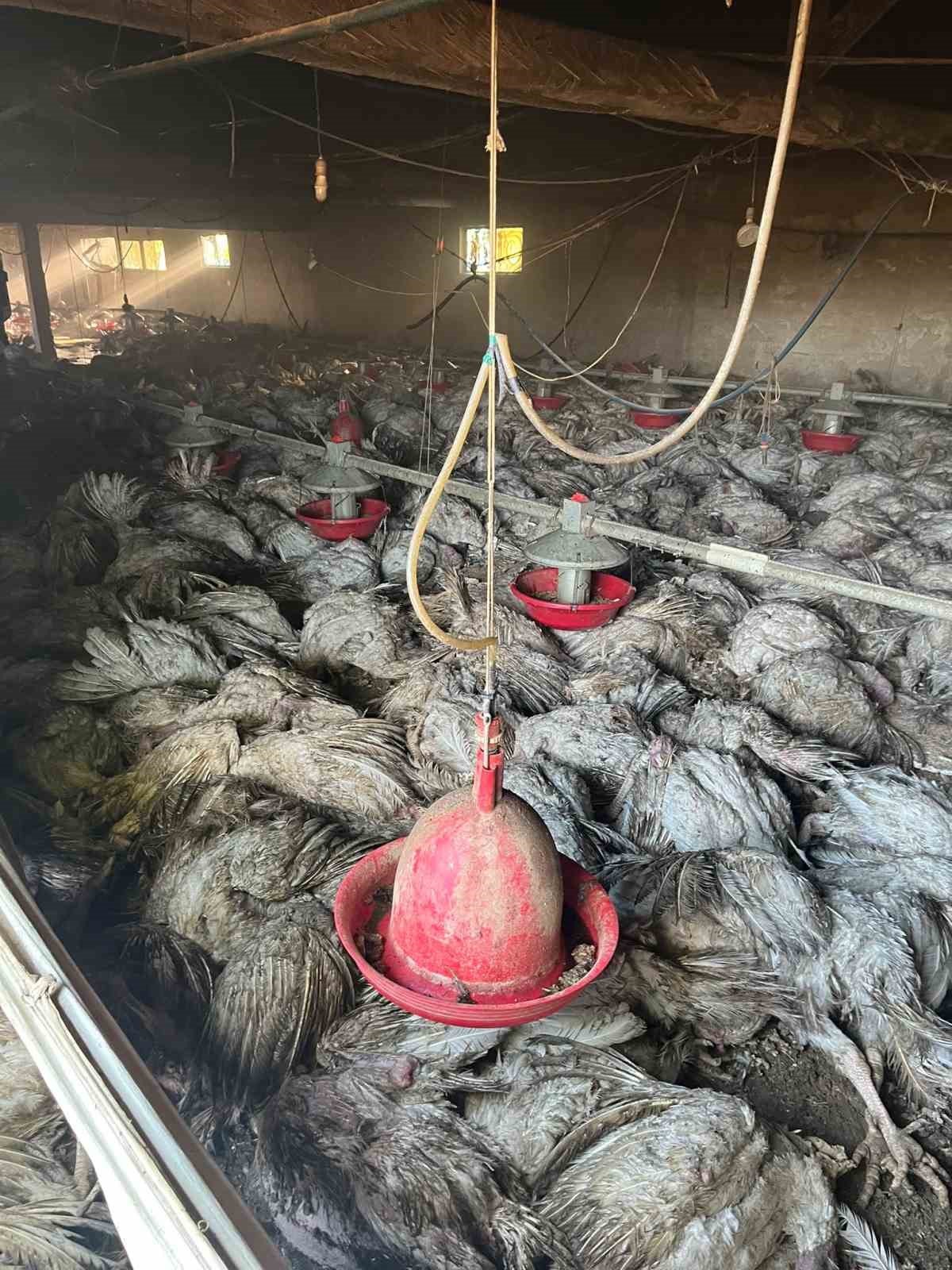 boluda-hindi-kumesinde-yangin-bin-800-hindi-telef-oldu