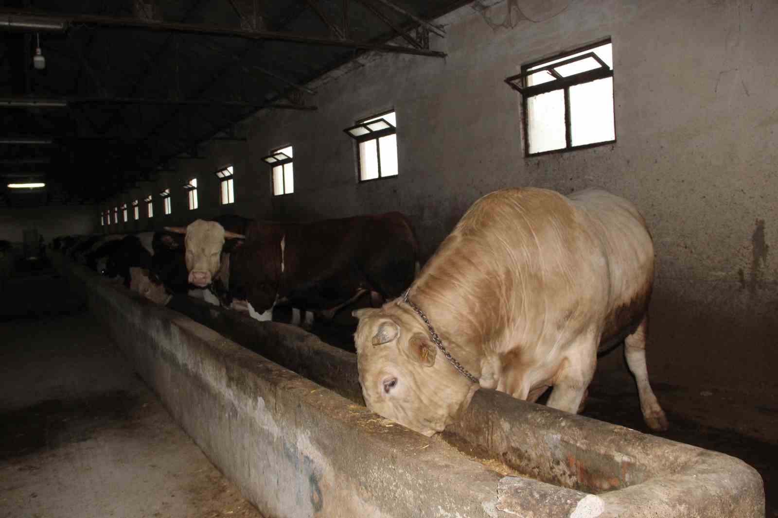 12-tonluk-kurbanlik-650-bin-liraya-alicisini-bekliyor