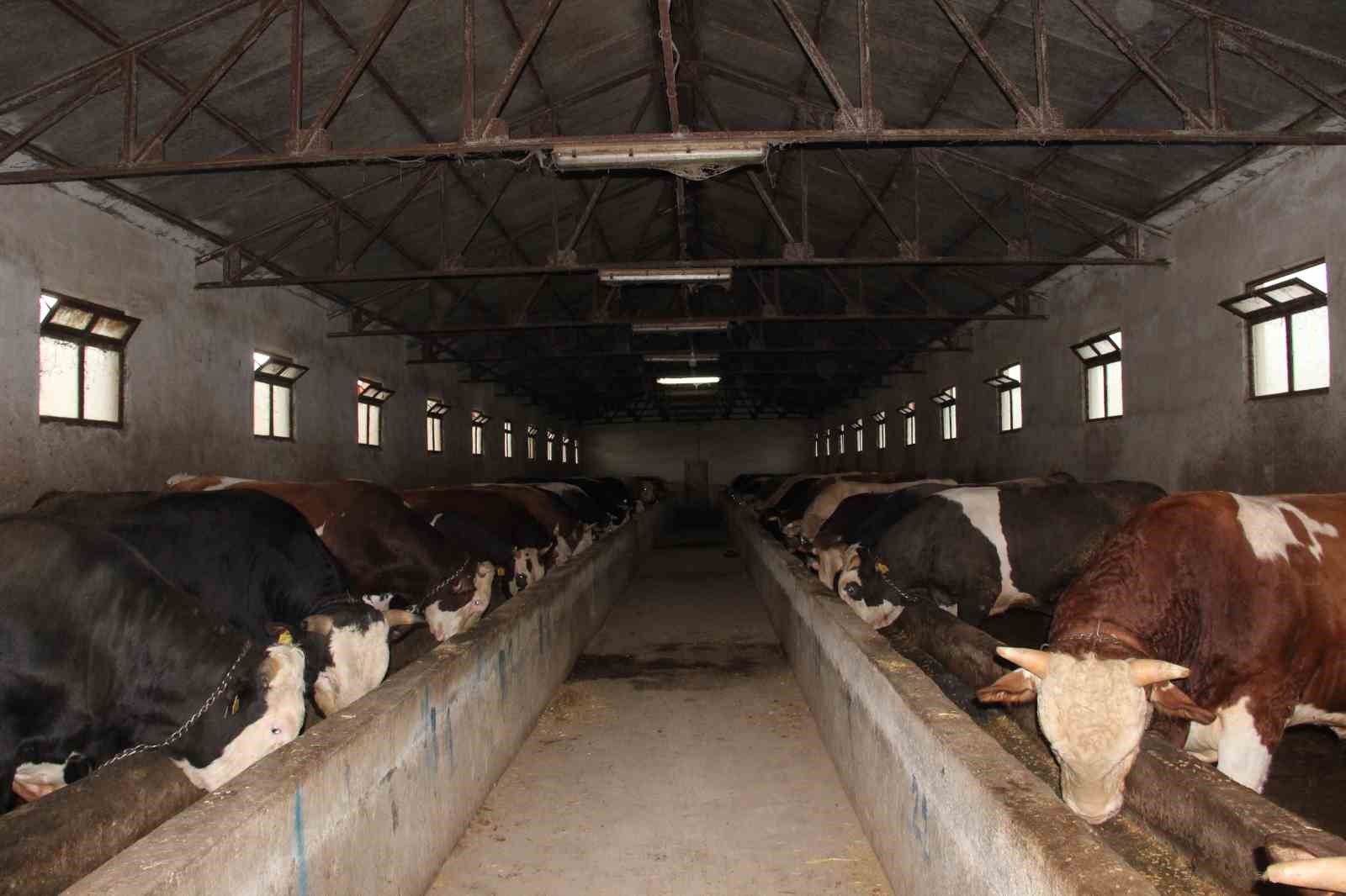 12-tonluk-kurbanlik-650-bin-liraya-alicisini-bekliyor