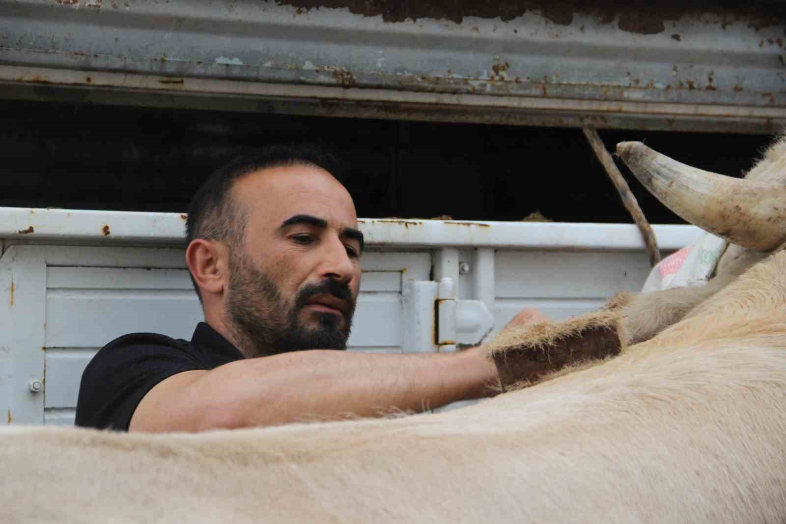 12-tonluk-kurbanlik-650-bin-liraya-alicisini-bekliyor