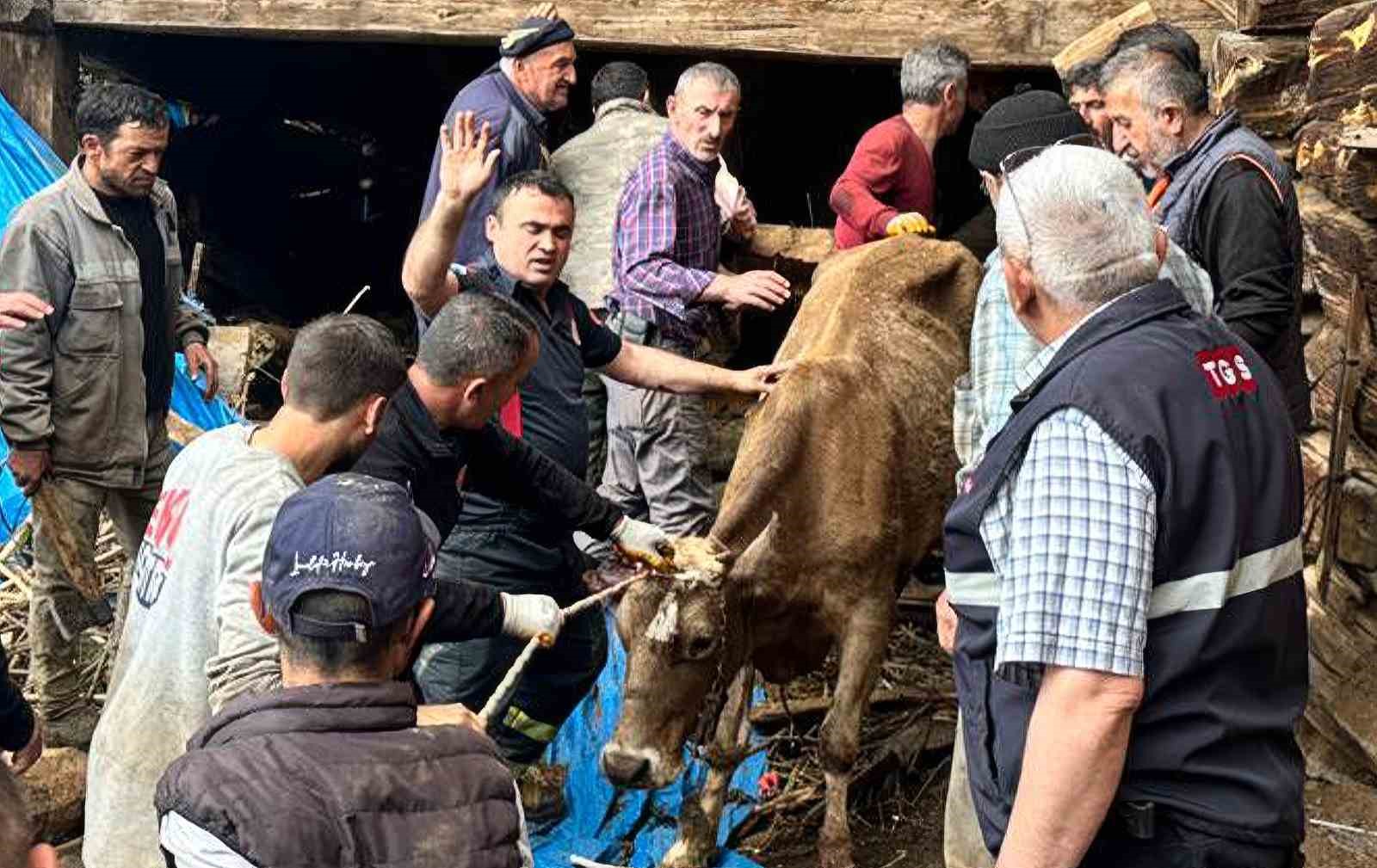 ahir-gocugunde-can-pazari-kadin-agir-yarali-kurtarildi-hayvanlar-enkaz-altinda-kaldi