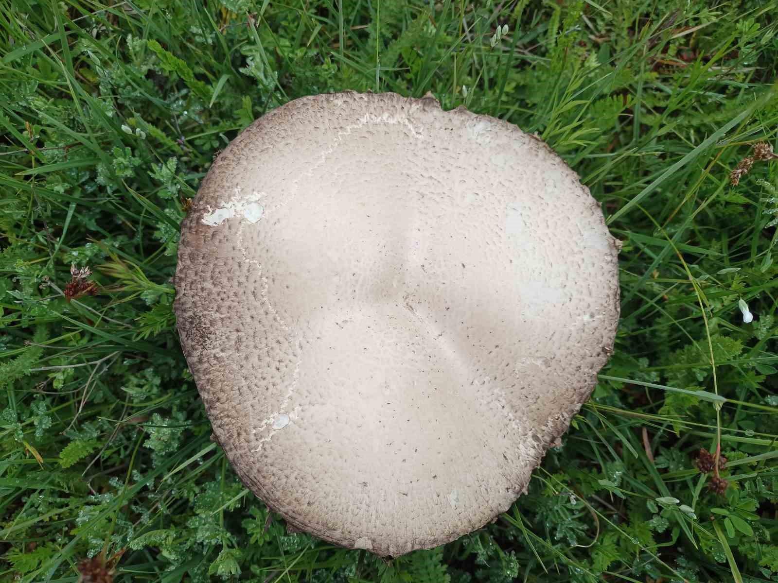 dogada-yagmur-bereketi-salep-patladi-mantarlar-devlesti