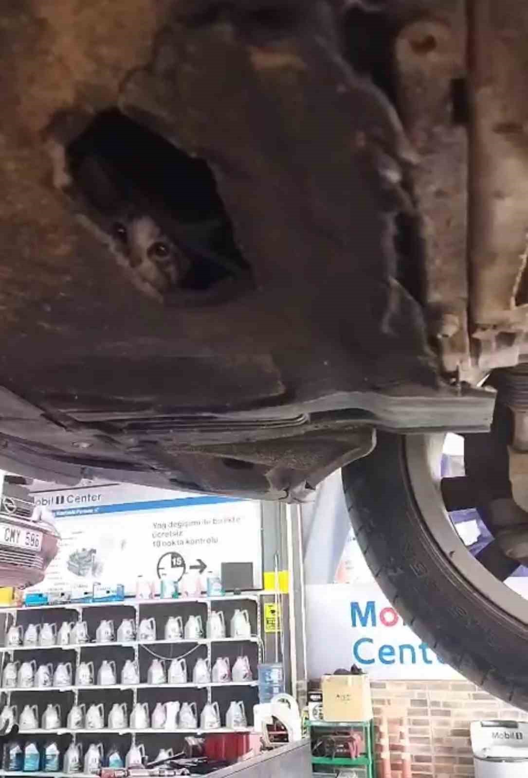 otomobilin-motoruna-giren-yavru-kedi-kurtarildi