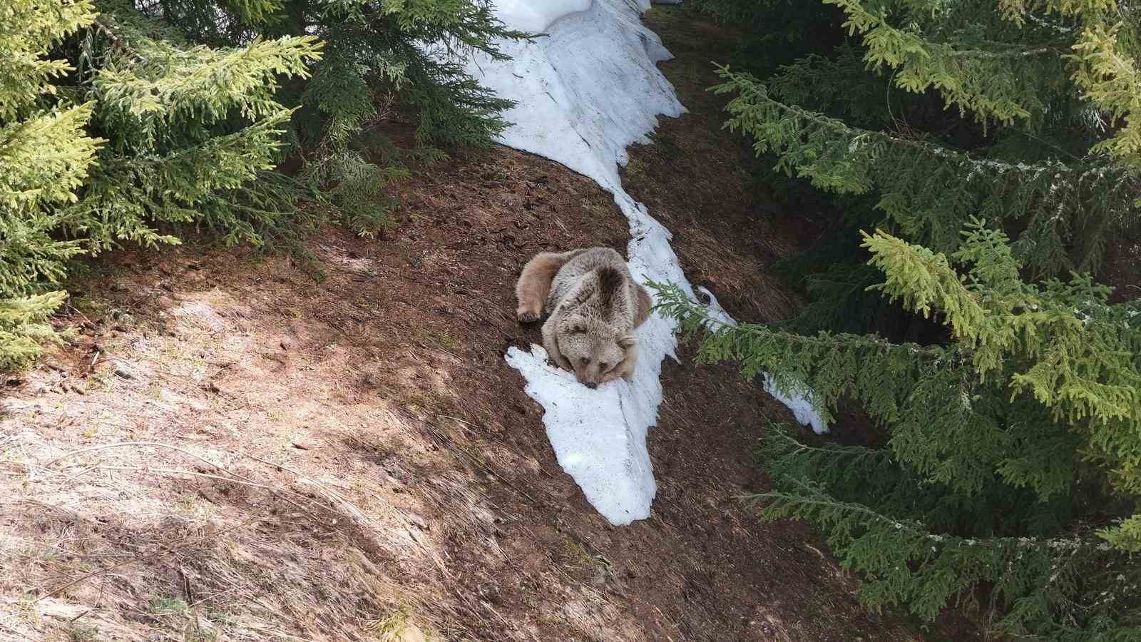 yayla-evlerini-kirdi-doktu-ormanda-dinlenirken-drone-kamerasina-yakalandi