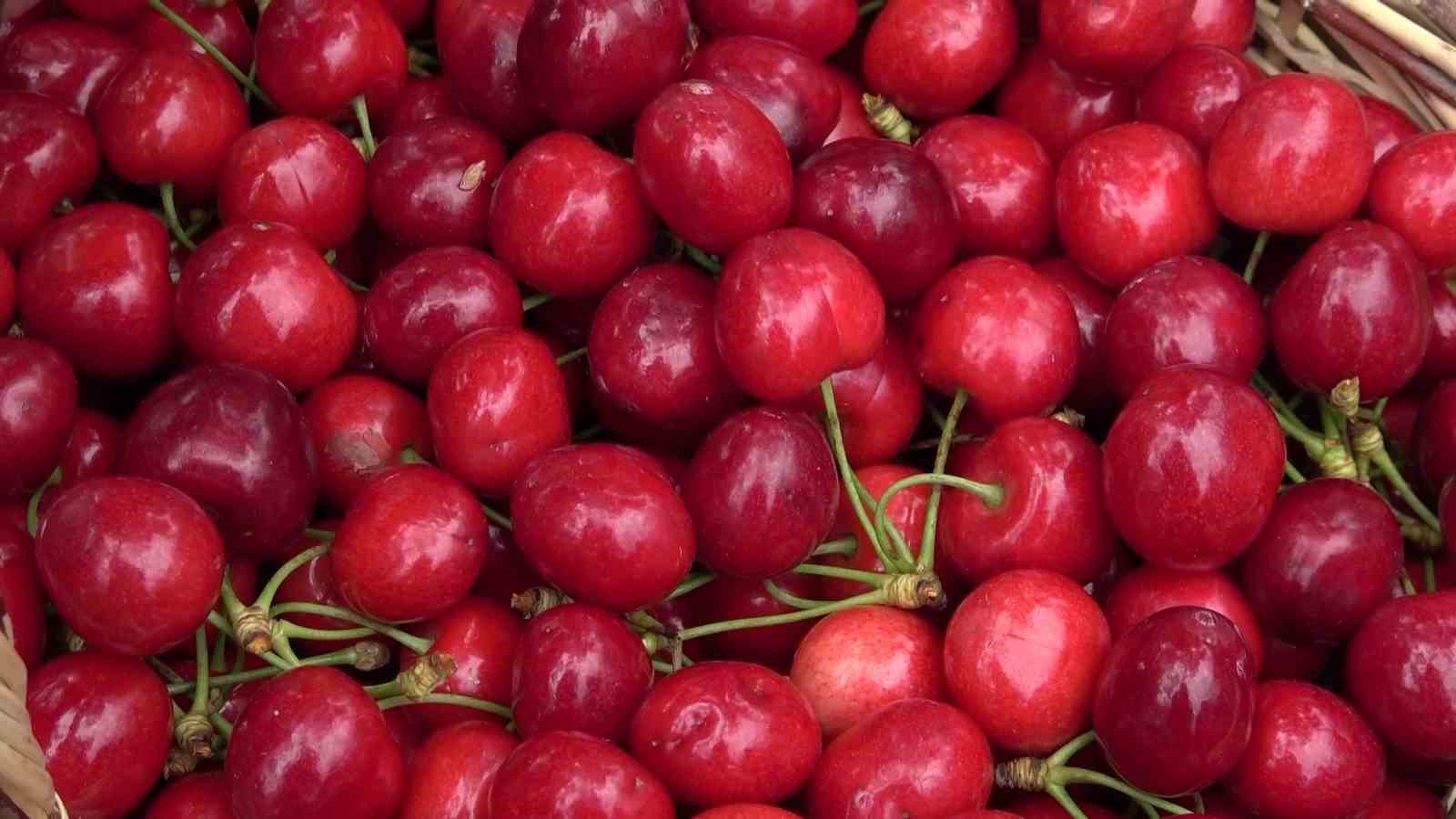 amasyada-dallari-kiraz-basti-bu-yil-50-bin-ton-rekolte-bekleniyor