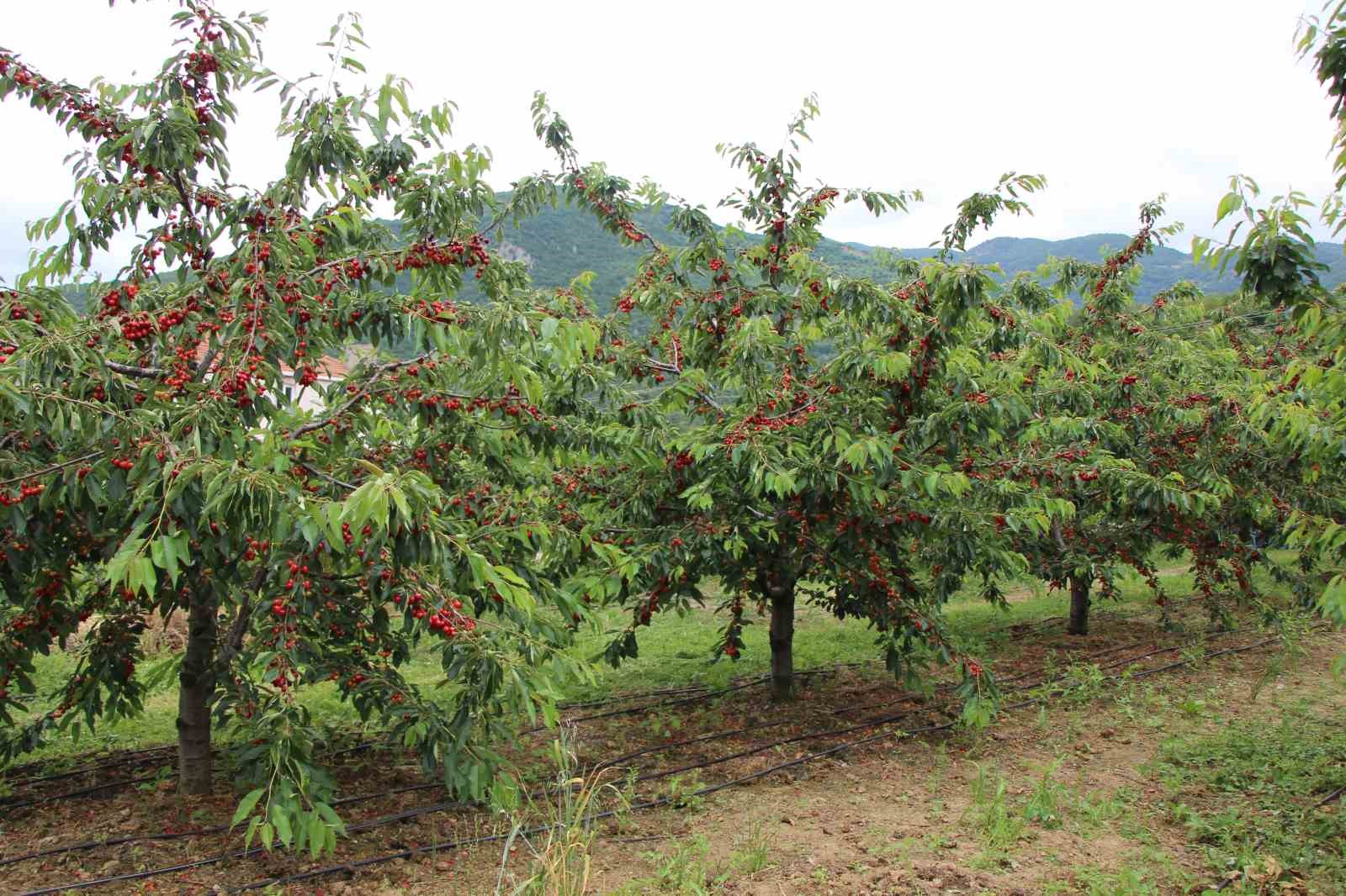 amasyada-dallari-kiraz-basti-bu-yil-50-bin-ton-rekolte-bekleniyor