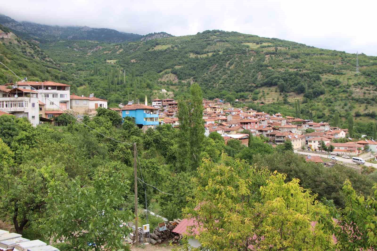 amasyada-dallari-kiraz-basti-bu-yil-50-bin-ton-rekolte-bekleniyor