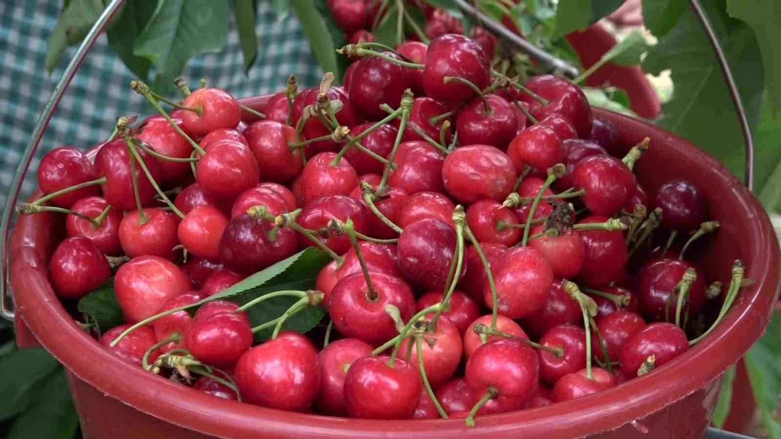 amasyada-dallari-kiraz-basti-bu-yil-50-bin-ton-rekolte-bekleniyor