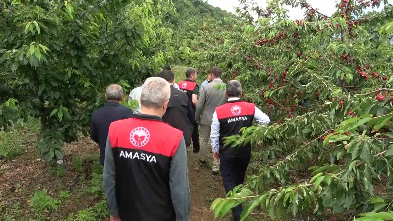 amasyada-dallari-kiraz-basti-bu-yil-50-bin-ton-rekolte-bekleniyor