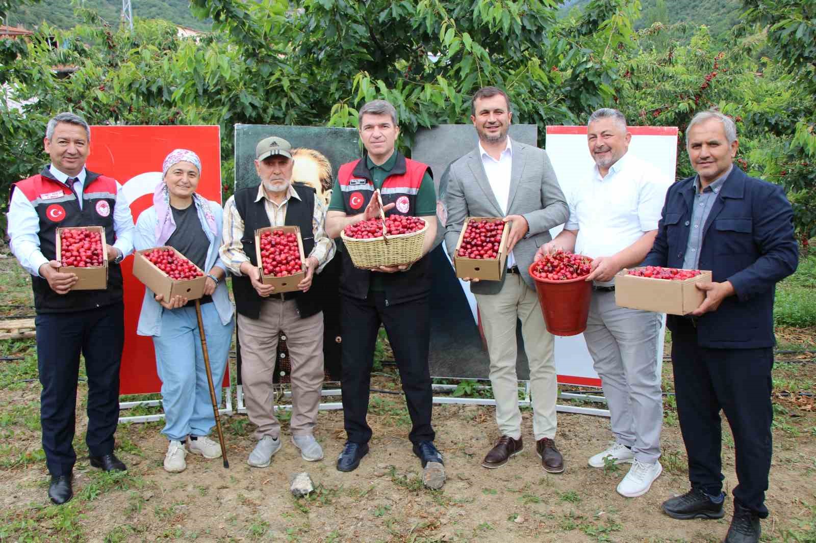 amasyada-dallari-kiraz-basti-bu-yil-50-bin-ton-rekolte-bekleniyor