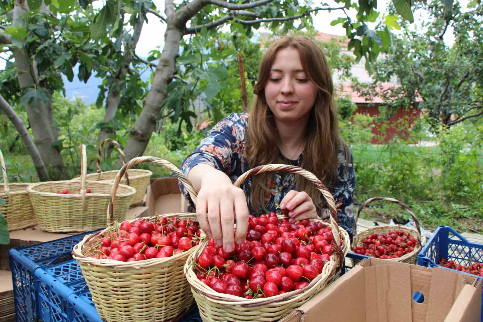 amasyada-dallari-kiraz-basti-bu-yil-50-bin-ton-rekolte-bekleniyor