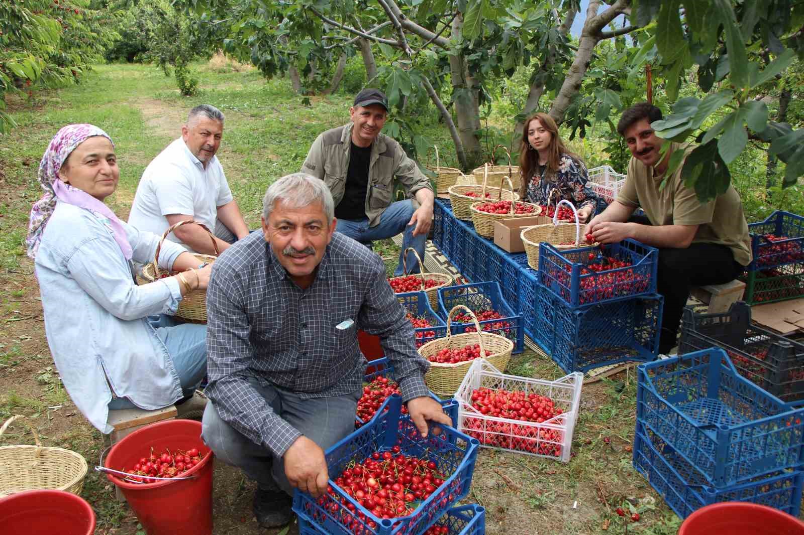 amasyada-dallari-kiraz-basti-bu-yil-50-bin-ton-rekolte-bekleniyor