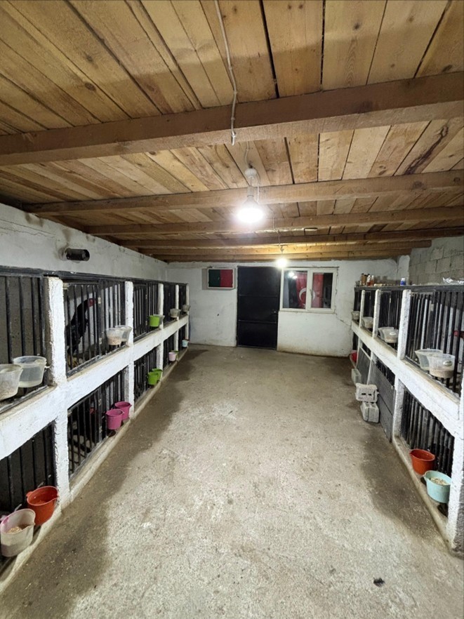artvinde-horoz-dovusune-jandarma-baskini-39-kisiye-toplam-500-bin-lira-ceza
