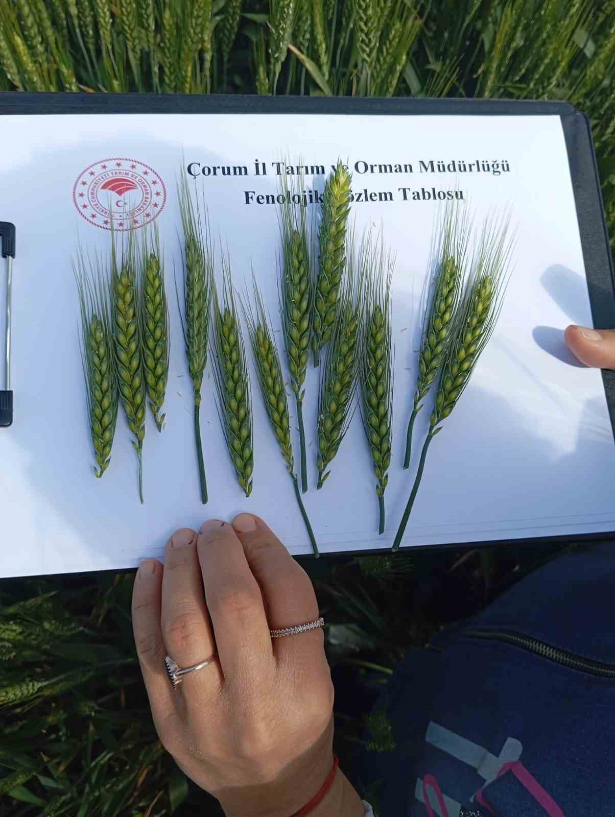 corumda-ilk-kez-ekilen-yerli-ve-milli-bugday-umut-vaat-ediyor