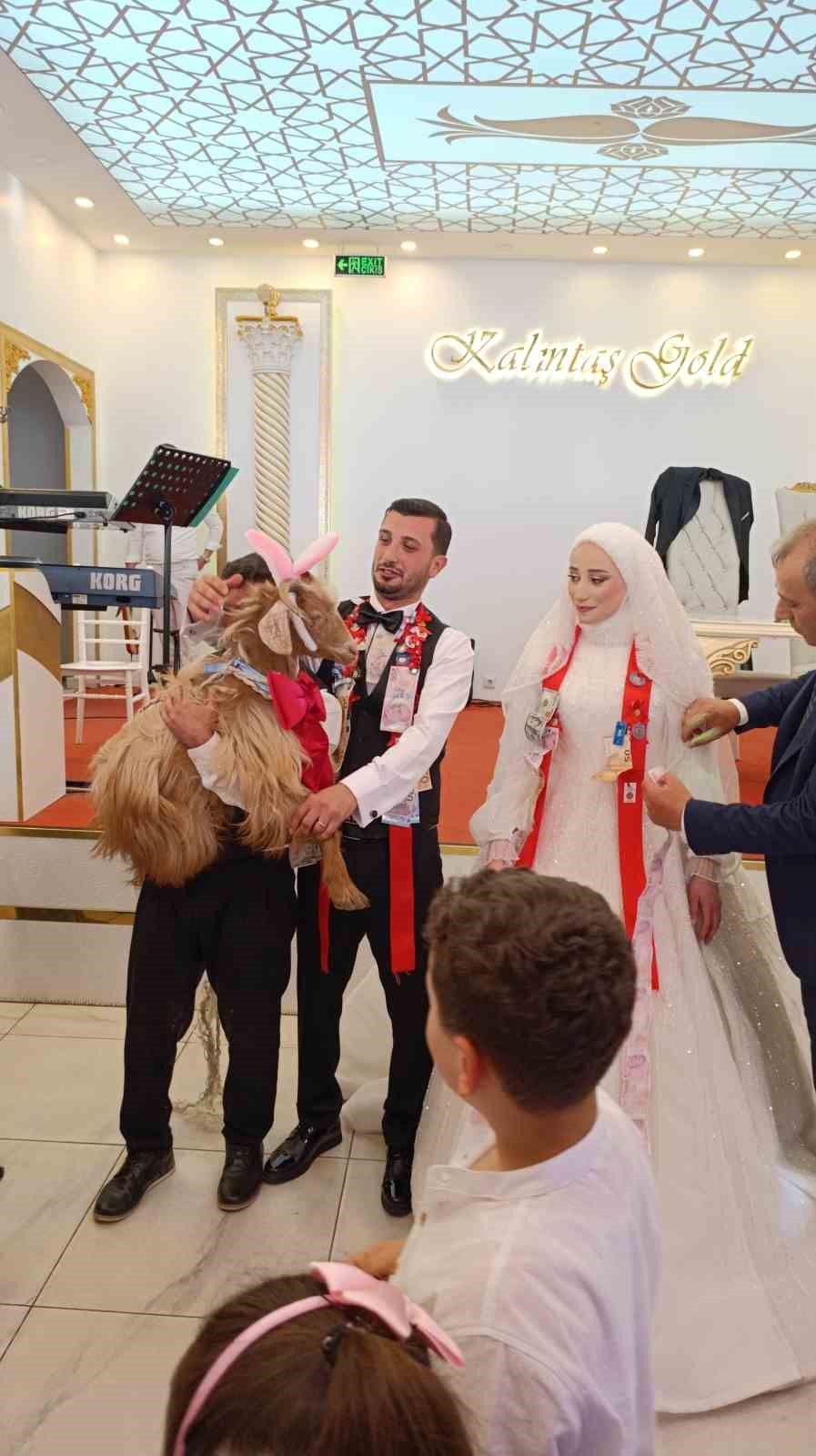 dugunde-altin-degil-keci-takildi