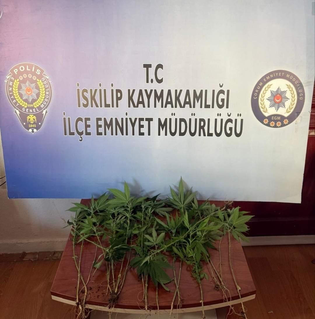 corumda-operasyon-duzenlenen-evden-21-kok-kenevir-cikti-1-gozalti