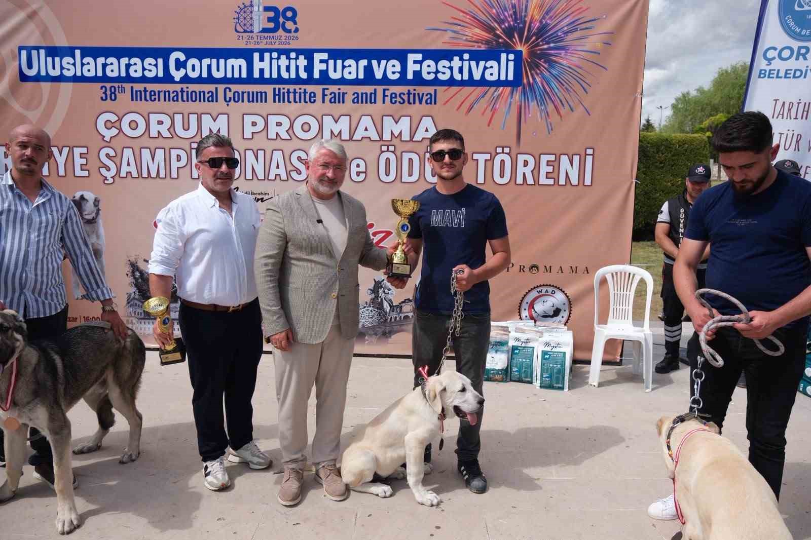 corumda-turk-coban-kopekleri-gorucuye-cikti