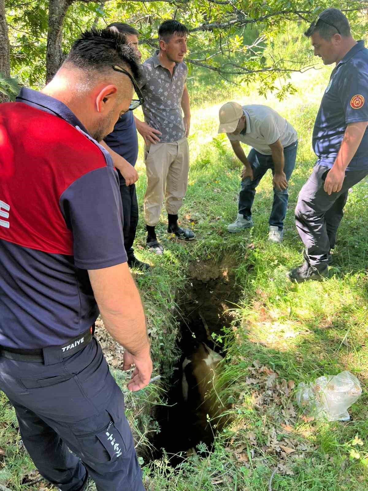 definecilerin-kazdigi-cukura-dusen-boga-kurtarildi