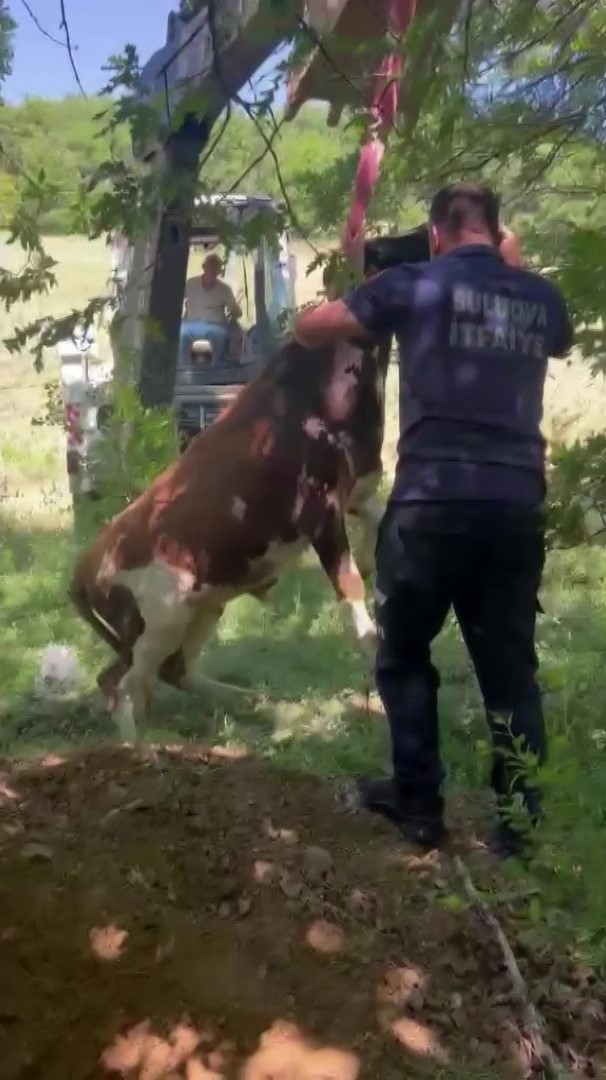 definecilerin-kazdigi-cukura-dusen-boga-kurtarildi