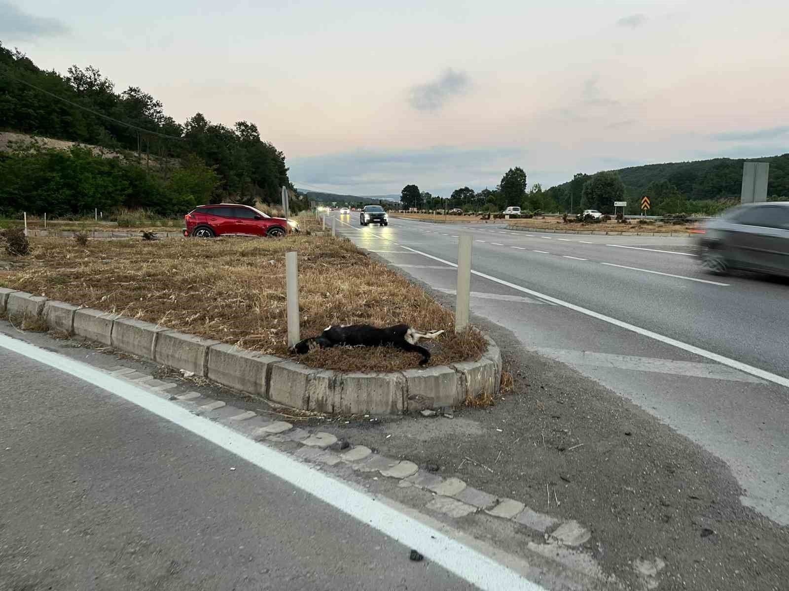 samsunda-kopege-carpan-motosikletteki-surucu-ve-yolcu-yaralandi