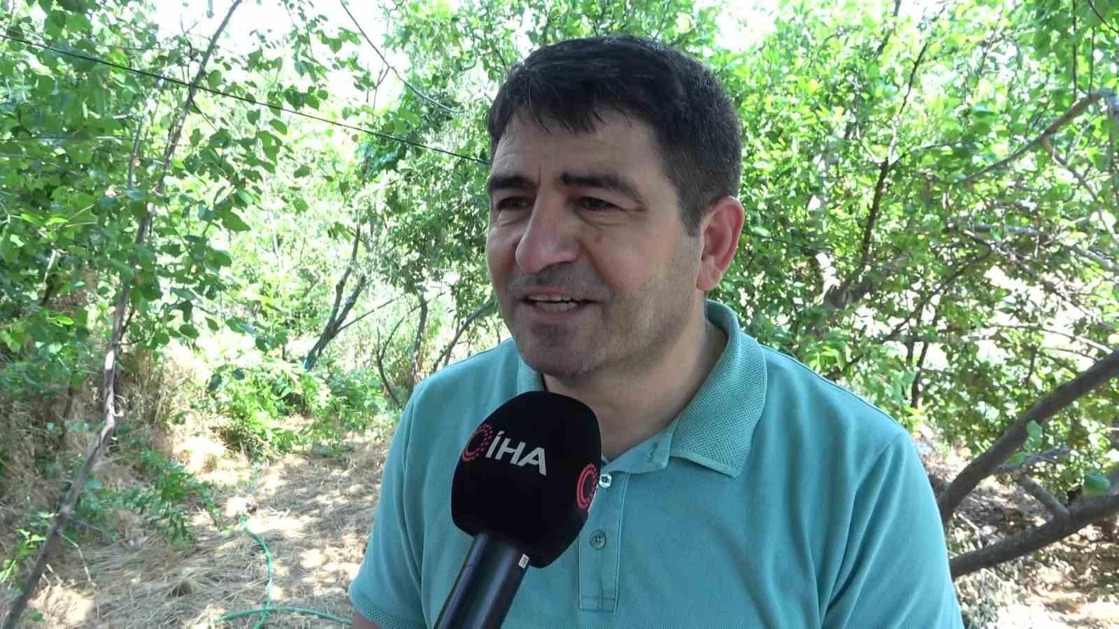 amasyada-arilarin-secimi-sonuclandi