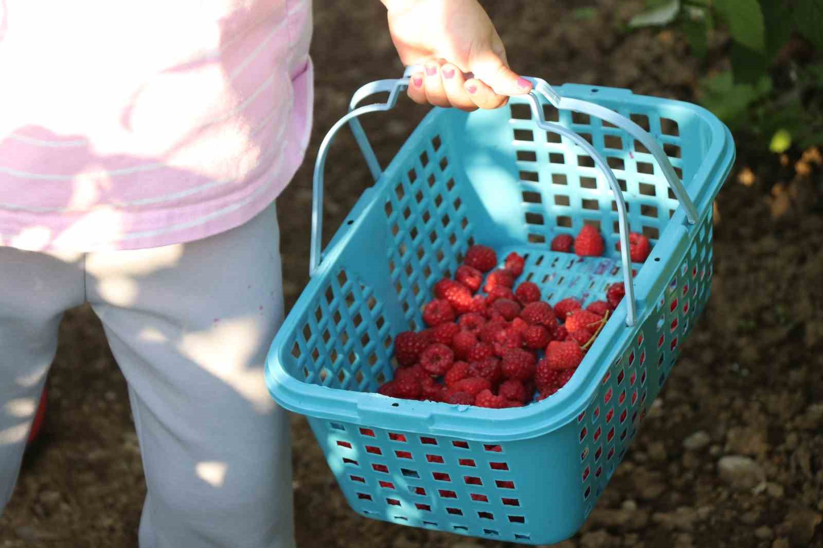 bu-tarlada-istedigin-kadar-yiyip-topladigin-kadar-oduyorsun