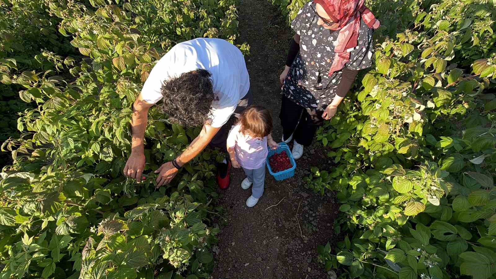 bu-tarlada-istedigin-kadar-yiyip-topladigin-kadar-oduyorsun