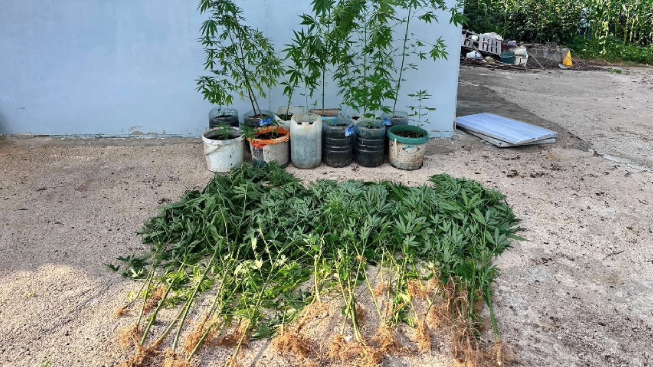 salipazarinda-uyusturucu-operasyonu-1-kilo-215-gram-esrar-ve-kenevir-ele-gecirildi