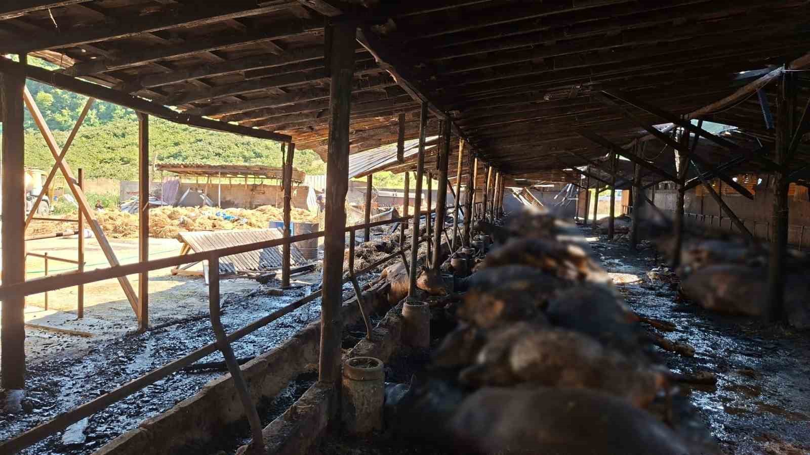 samsunda-yangin-53-buyukbas-hayvan-telef-oldu