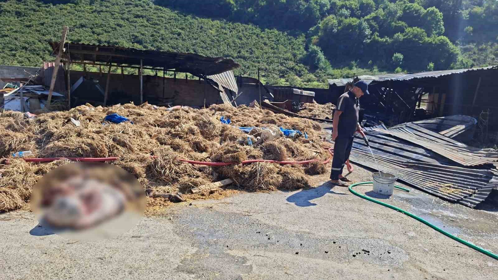 samsunda-yangin-53-buyukbas-hayvan-telef-oldu