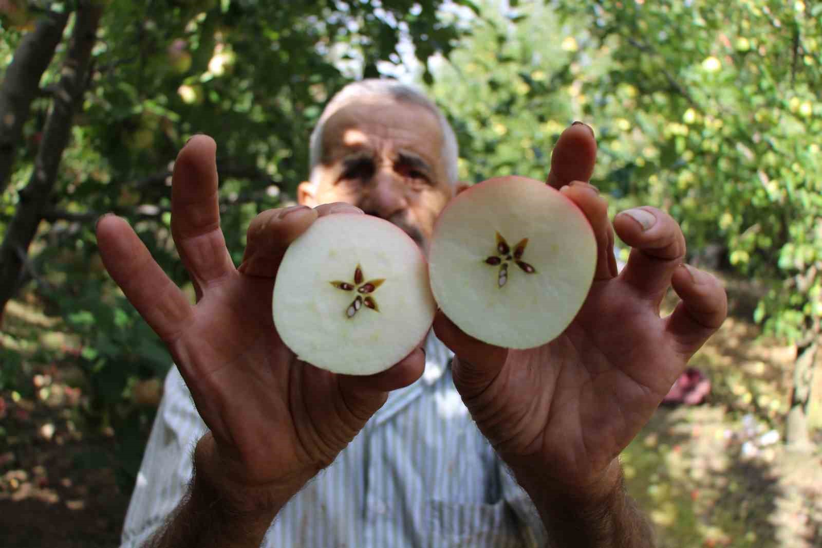 amasyada-tescilli-misket-elmasinin-hasadi-basladi-farki-citirti-sesinde