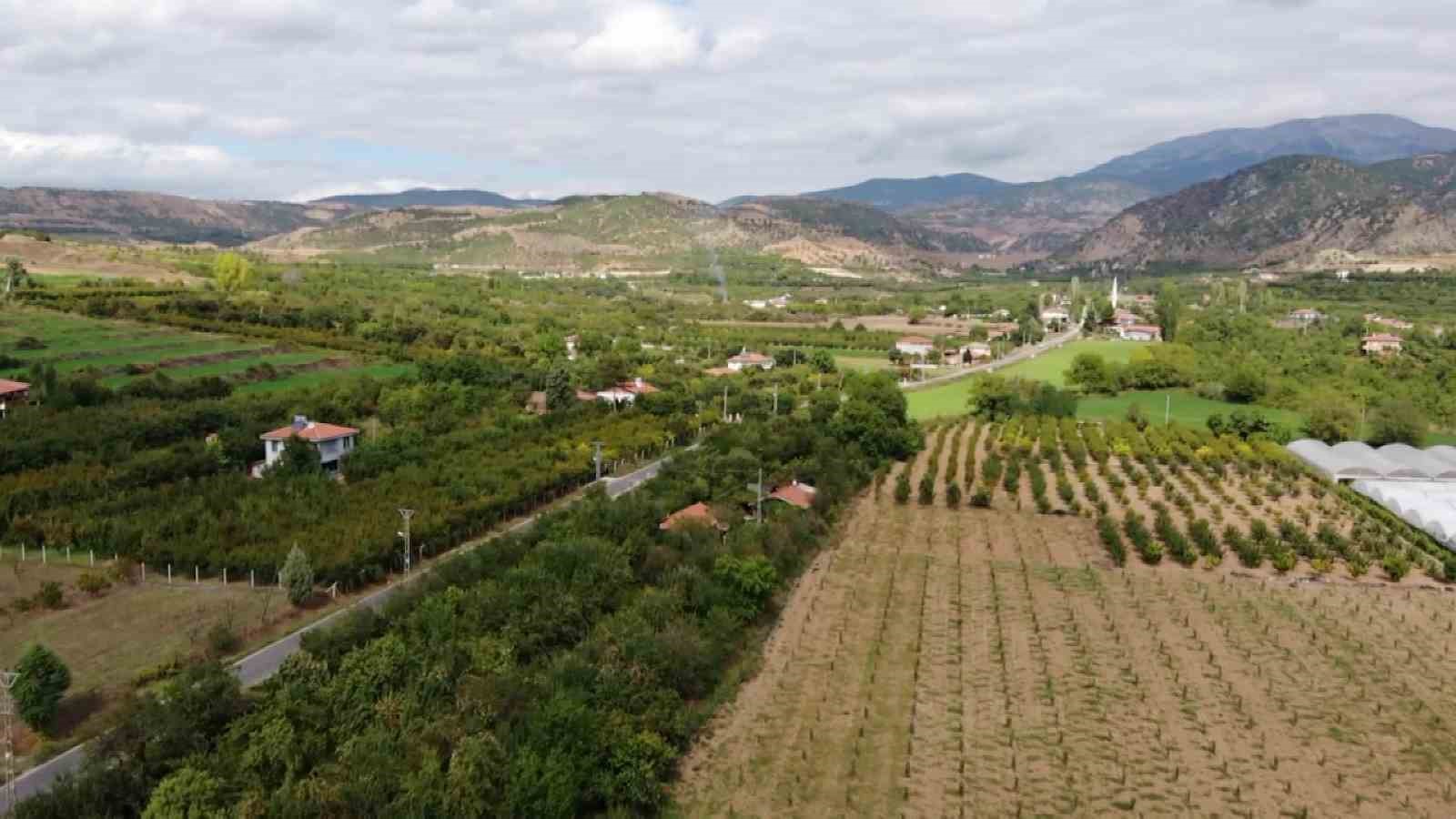 amasyada-tescilli-misket-elmasinin-hasadi-basladi-farki-citirti-sesinde