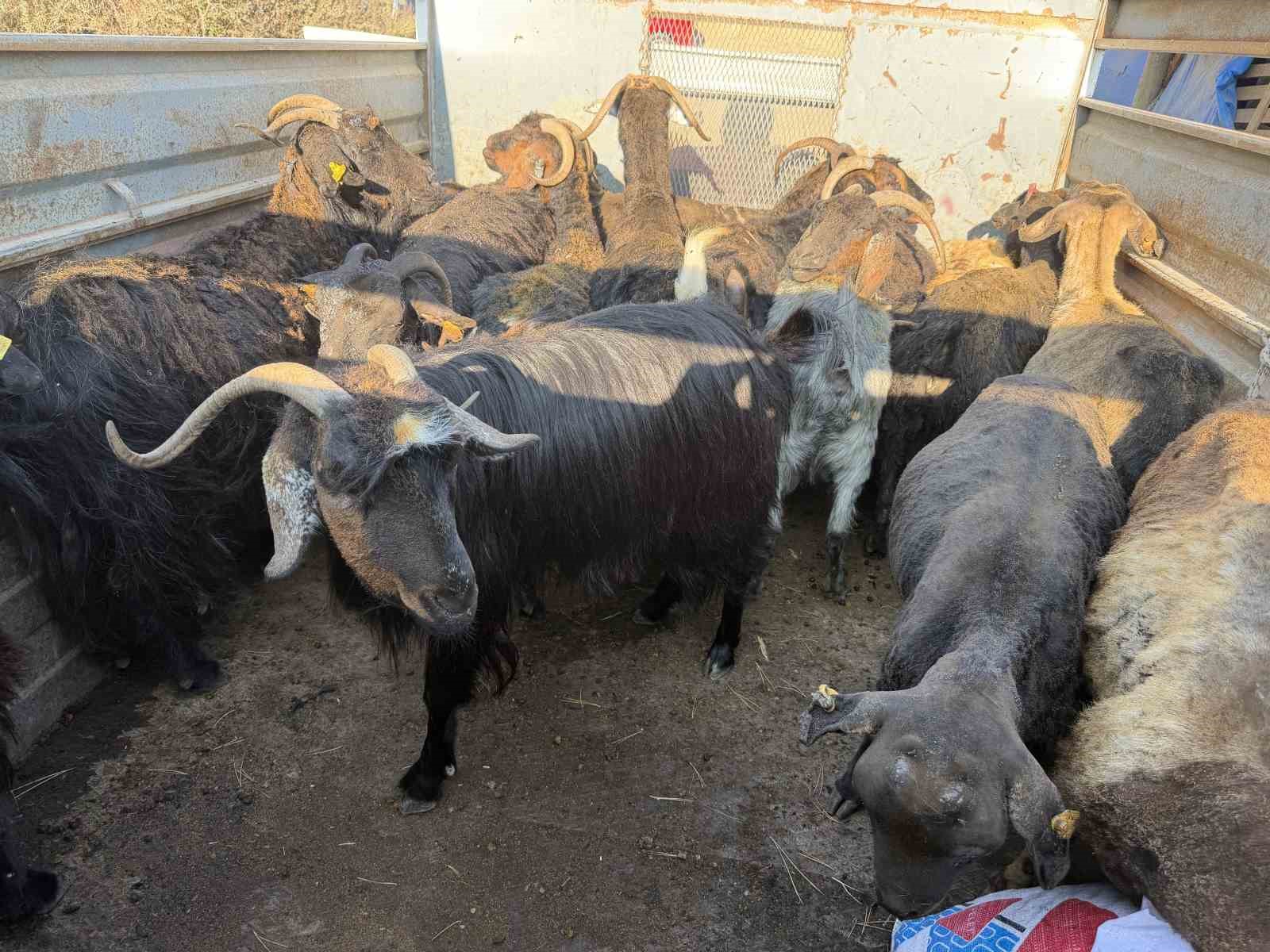 corumda-agil-yangini-onlarca-kucukbas-hayvan-telef-oldu