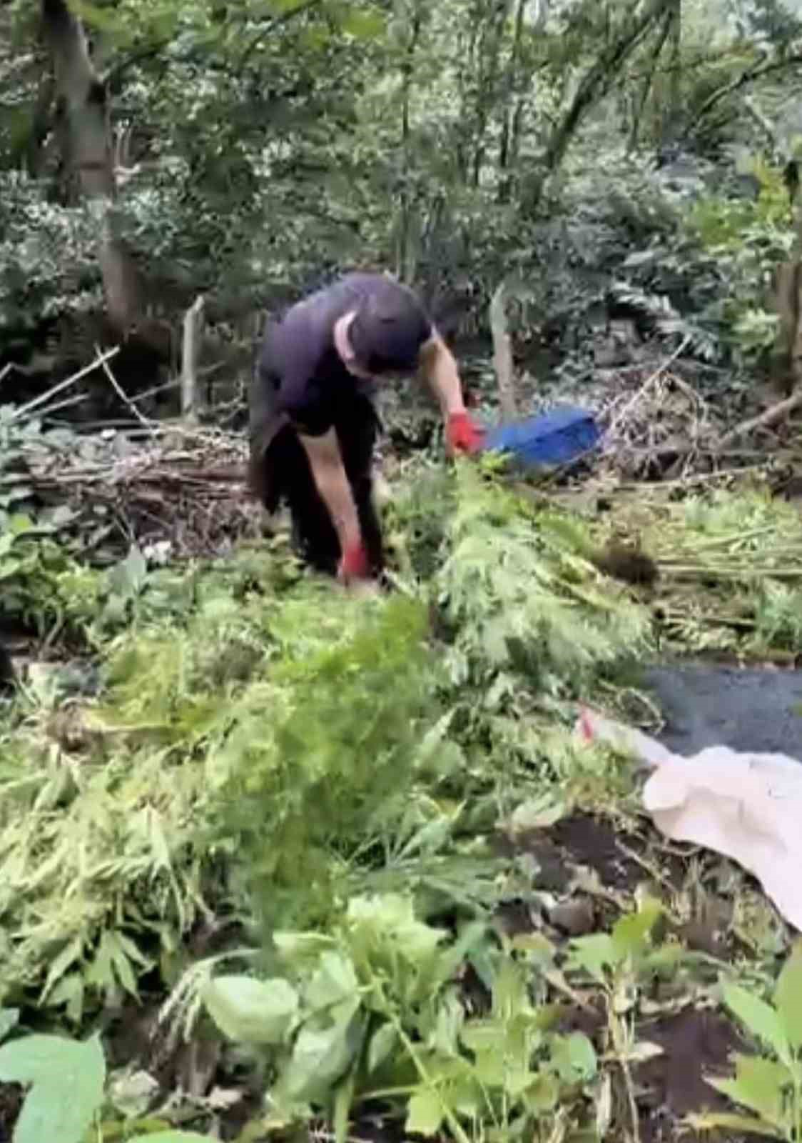 jandarma-tarlada-ekili-756-kok-kenevir-ele-gecirdi
